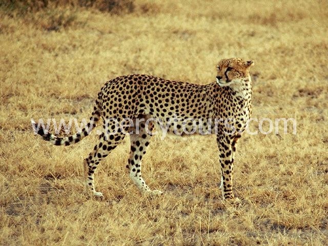 Cheetah on Safari near Hermanus