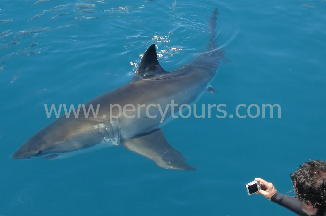 Great White and Copper Shark diving near Hermanus, South Africa