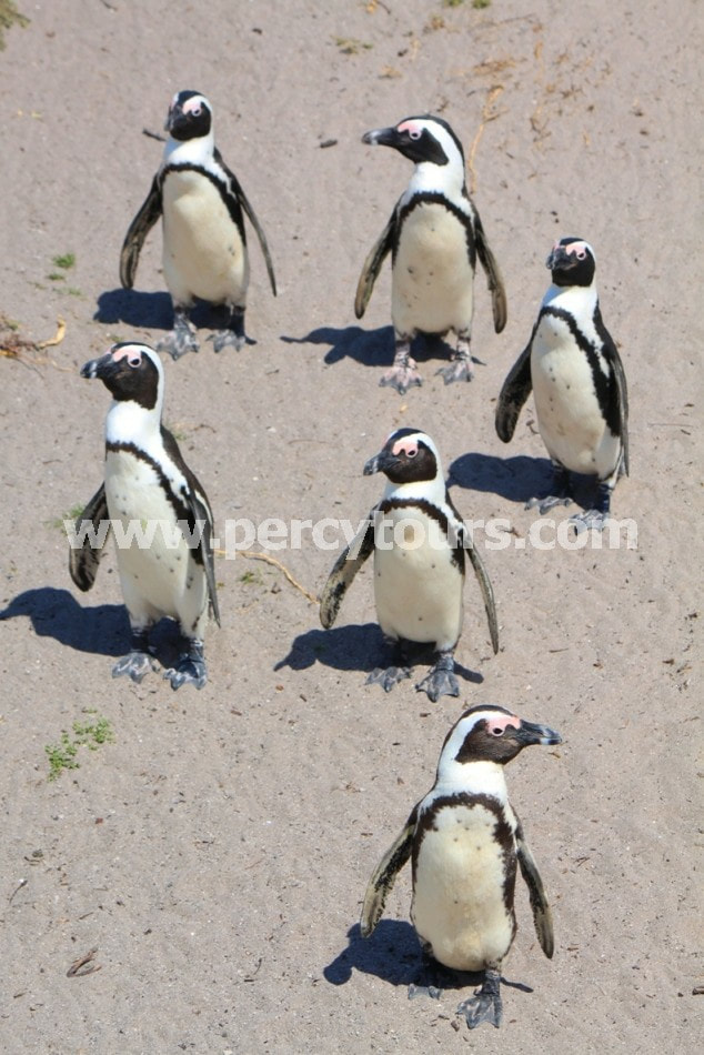 Penguins on the beach, near Hermanus and Cape Town, South Africa