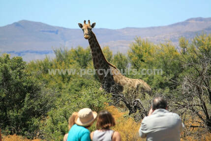 Giraffe on walking Safari near Hermanus