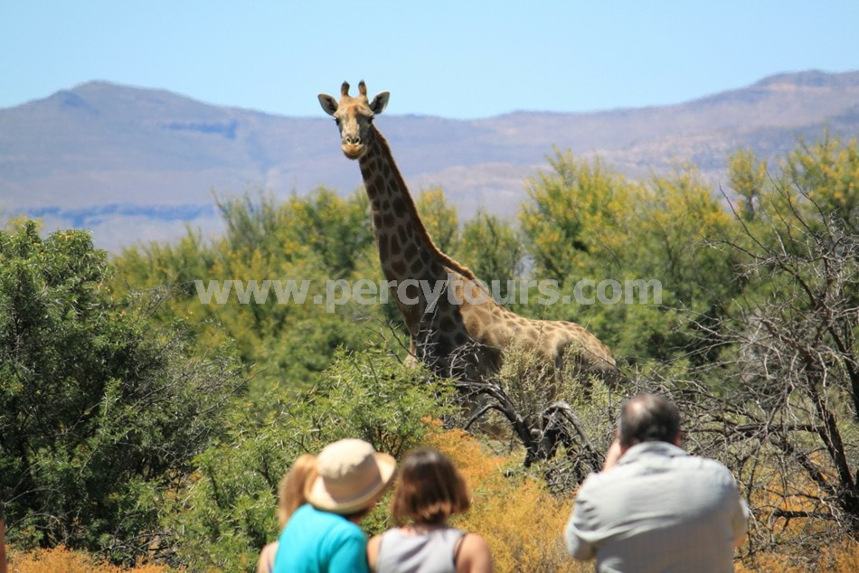 Safari Tours near Hermanus and Cape Town, South Africa