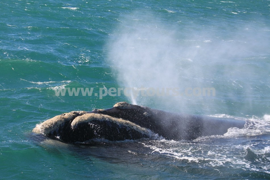 Whale Watching Boat trips in Hermanus, South Africa