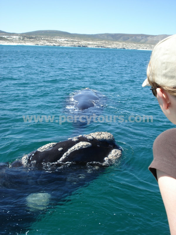 Whale Watching Boat trips in Hermanus, South Africa