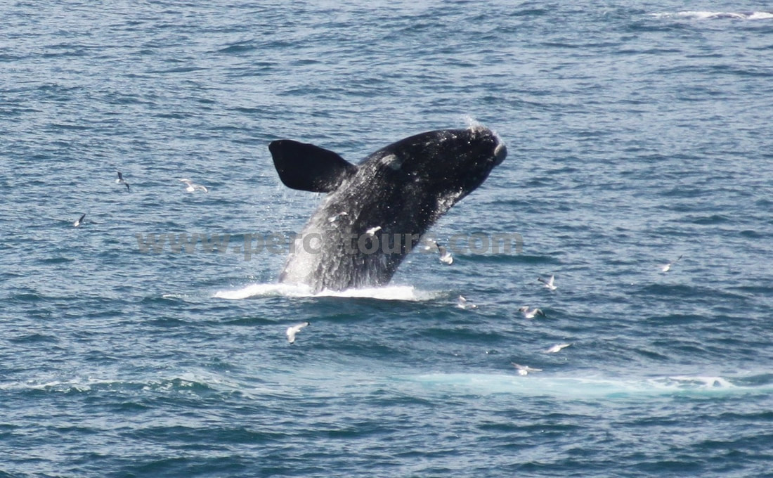 Whale Watching in Hermanus, South Africa