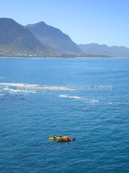 Kayaking with the Whales, Hermanus, Walker Bay, South Africa