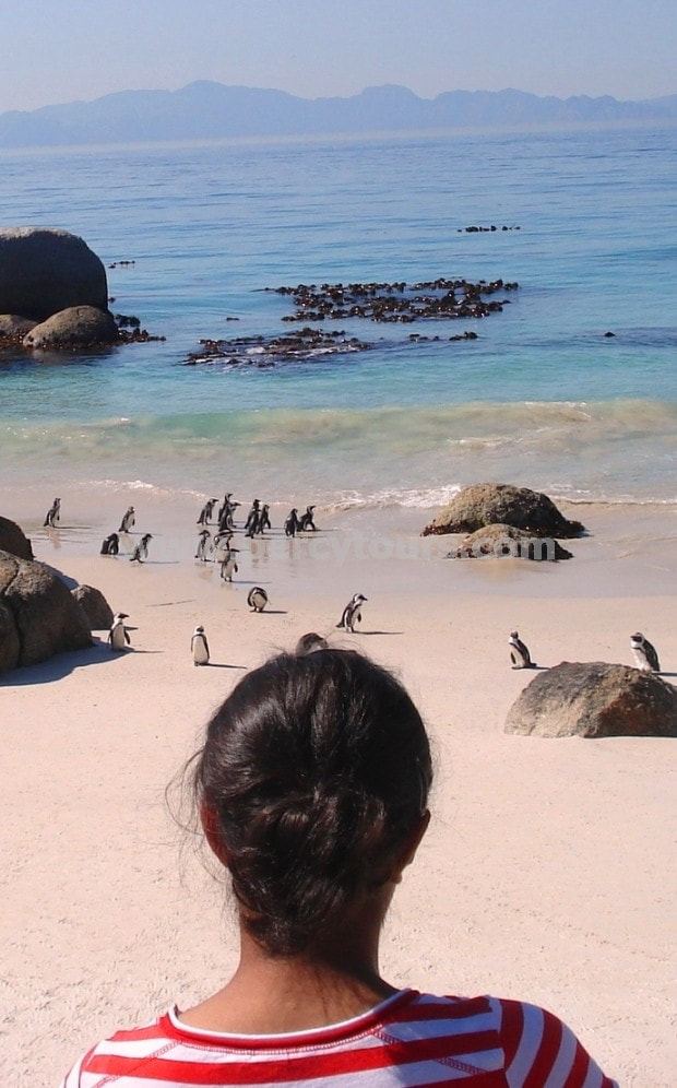 Penguins on the beach, near Hermanus and Cape Town, South Africa