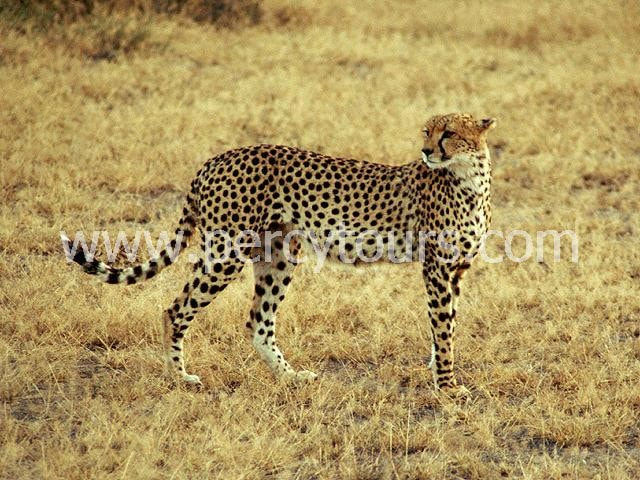 Cheetah on Safari near Hermanus and Cape Town