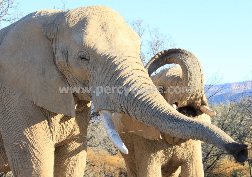 Elephants on Safari near Hermanus