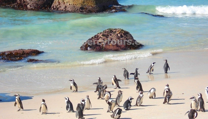 Penguins on the beach near Hermanus / Cape Town