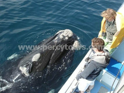Whale Watching boat trips Hermanus