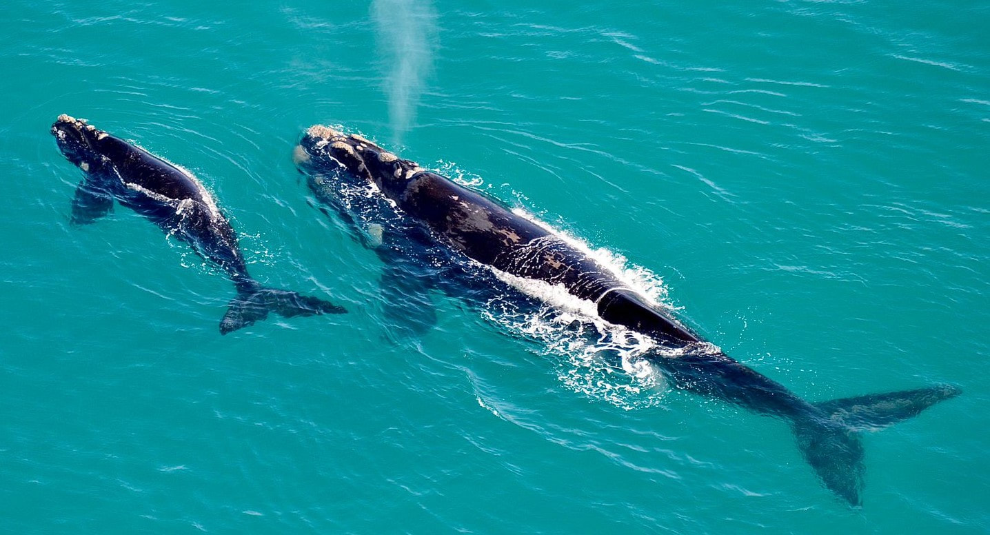 Southern Right Whales in Hermanus mother and baby, viewed from a helicopter flight. June to Dec each year.